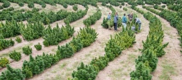 Plantação de marijuana na empresa. Plantação de marijuana na empresa.