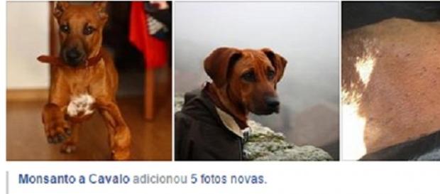 Simba foi morto a tiro no Sábado Simba foi morto a tiro no Sábado