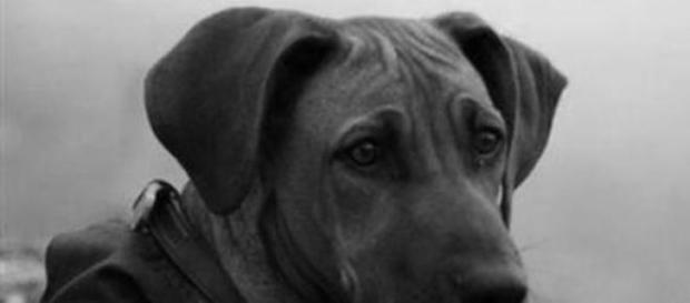 Simba, o cão morto no sábado Simba, o cão morto no sábado