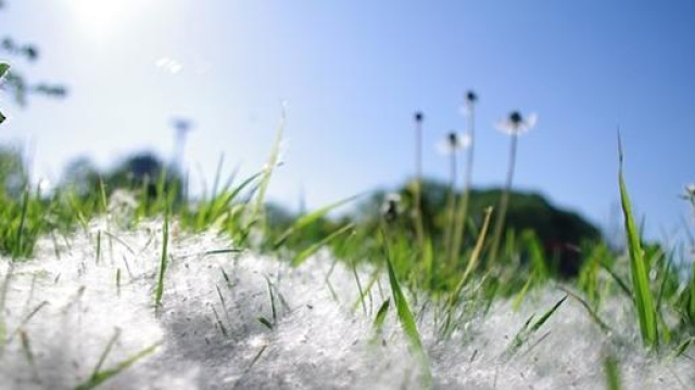 Allergia ai pollini primavera 2015