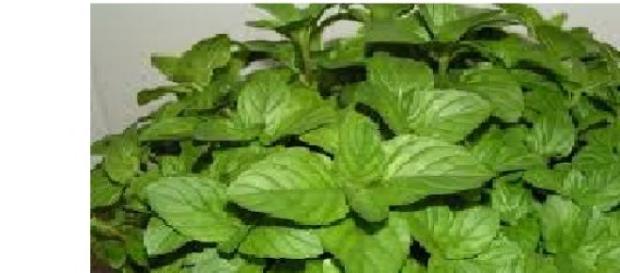 Menta, un remediu pentru efectiunile digestive Menta, un remediu pentru efectiunile digestive
