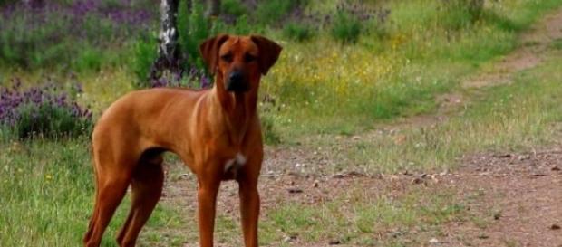 O caso de Simba tornou-se viral. O caso de Simba tornou-se viral.