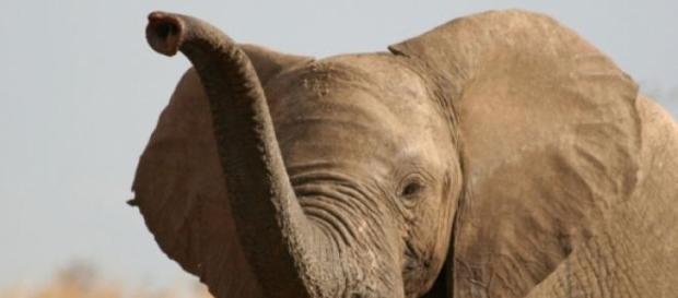 100.000 éléphants ont été tués en trois ans. 100.000 éléphants ont été tués en trois ans.
