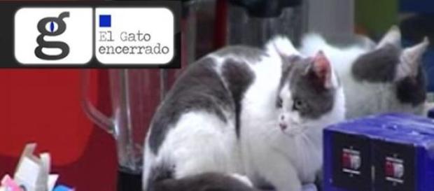 ¿Gato real o gato figurado? ¿Gato real o gato figurado?