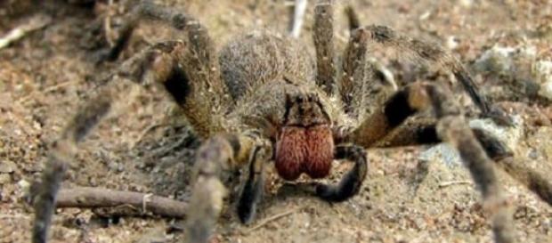 La araña errante brasileña es muy peligrosa La araña errante brasileña es muy peligrosa