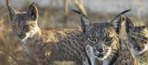 Lince está criticamente em perigo de extinção Lince está criticamente em perigo de extinção