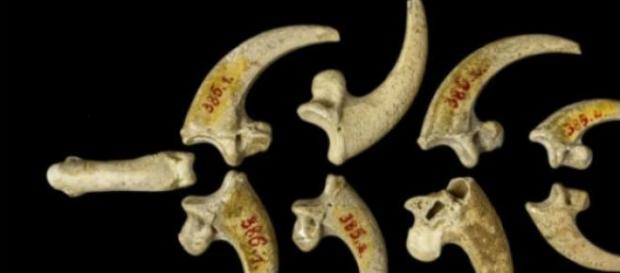 Los neandertales tenian una compleja cultura Los neandertales tenian una compleja cultura