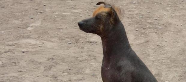 Los perros son los animales con más memoria Los perros son los animales con más memoria