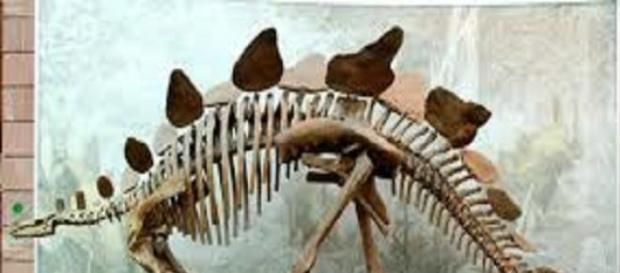 Scheletul unui Stegosaur a fost analizat la Londra Scheletul unui Stegosaur a fost analizat la Londra