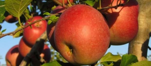 Weniger Pestizide, besseres Obst und Gemüse. Weniger Pestizide, besseres Obst und Gemüse.