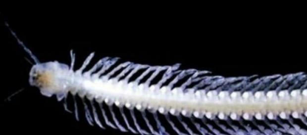 Es un importante hallazgo zoológico Es un importante hallazgo zoológico