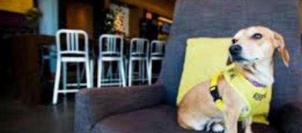 Os cães usam a frase "adota-me" Os cães usam a frase "adota-me"