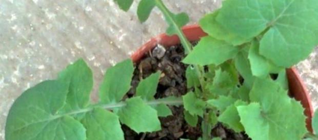 Stevia, lo que pretenden vendernos, en un tiesto. Stevia, lo que pretenden vendernos, en un tiesto.