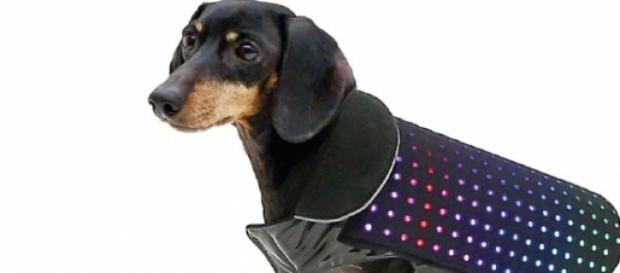 O Disco Dog promete ajudar o seu cão a brilhar O Disco Dog promete ajudar o seu cão a brilhar