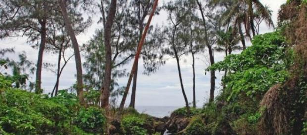 Vanuatu : a stream on the Island of Efate Vanuatu : a stream on the Island of Efate