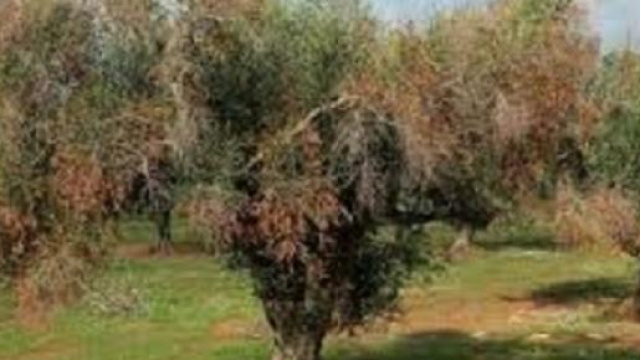 L'UE vuole abbattere gli ulivi malati in Puglia