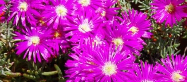 Las proteinas FT y FD se combinan para florar Las proteinas FT y FD se combinan para florar