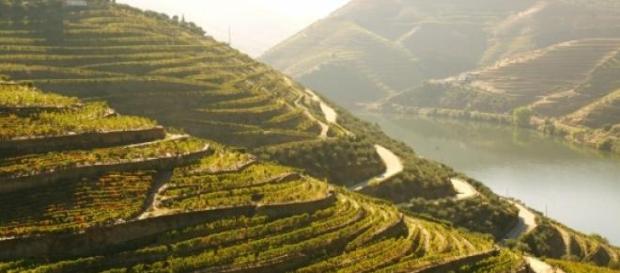 Os sucalcos da vinha são imagem de marca do Douro Os sucalcos da vinha são imagem de marca do Douro