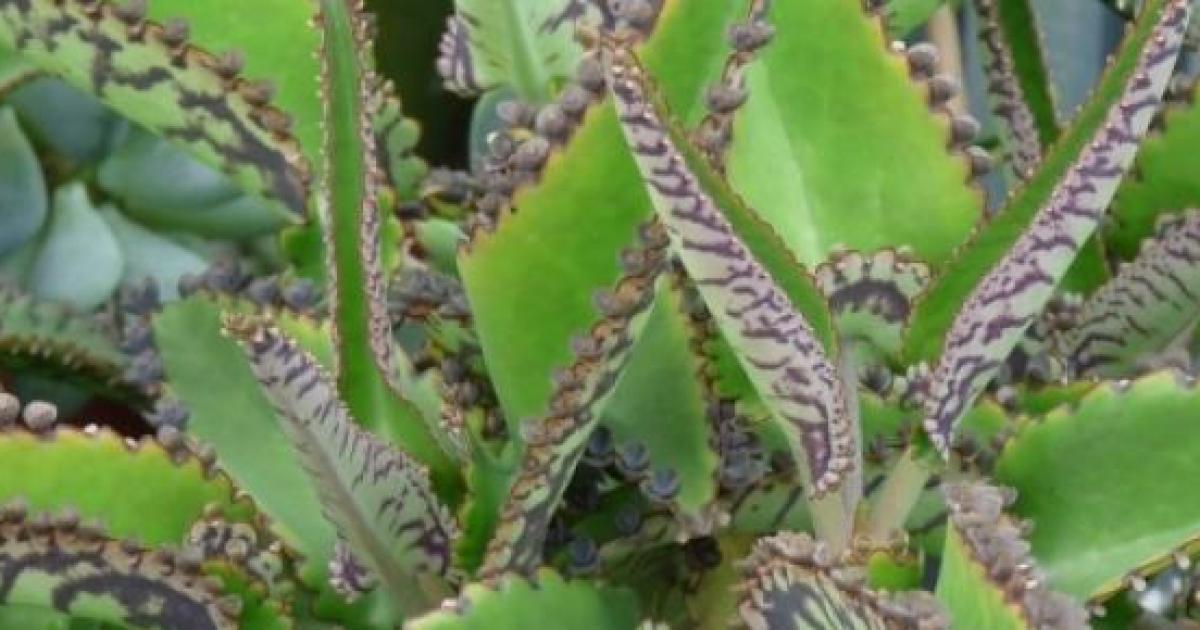 Kalanchoe Una Potente Planta Antitumoral Y Regeneradora Contra El Temido C Ncer