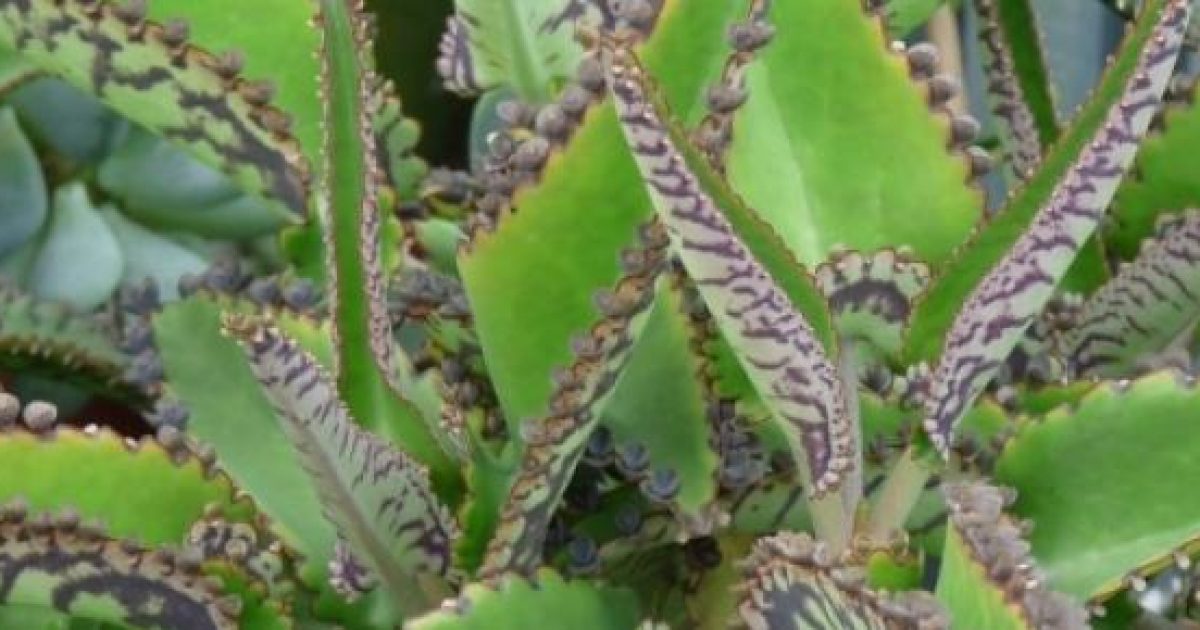 Kalanchoe, Una Potente Planta Antitumoral Y Regeneradora Contra El ...