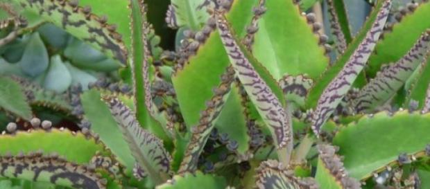 Kalanchoe daigremontiana, potente anticancerígeno. Kalanchoe daigremontiana, potente anticancerígeno.