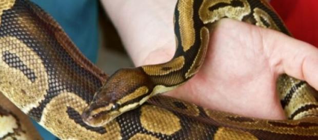 Un python royal entre les mains de son soigneur Un python royal entre les mains de son soigneur