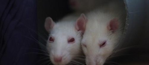 Rats show traits of direct reciprocity