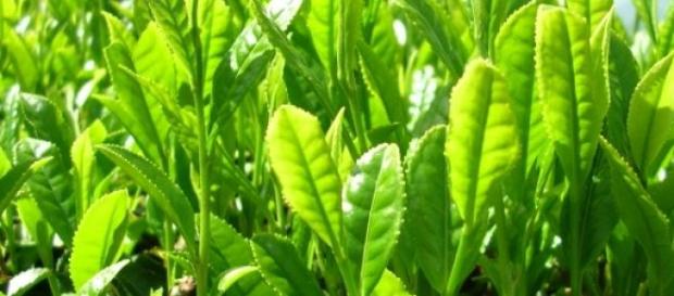 El té verde podría ayudar a comabtir el cáncer El té verde podría ayudar a comabtir el cáncer