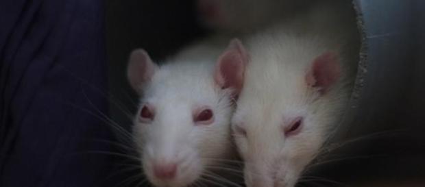 Rats show traits of direct reciprocity Rats show traits of direct reciprocity