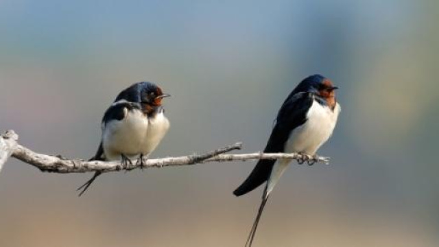 Due rondini posate su un ramo