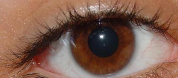 En el futuro los ojos podrán ser reemplazados En el futuro los ojos podrán ser reemplazados