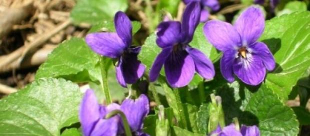 L'arrivée des violettes dans les sous-bois L'arrivée des violettes dans les sous-bois
