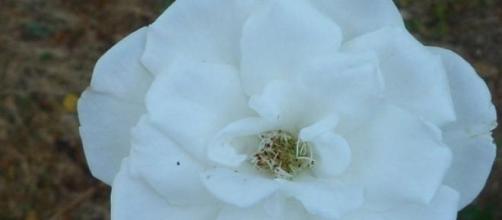 white rose of york, symbolic of yorkist line