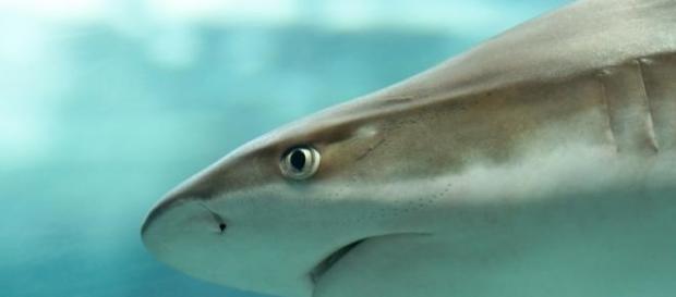 Le requin, ce redoutable prédateur. Le requin, ce redoutable prédateur.