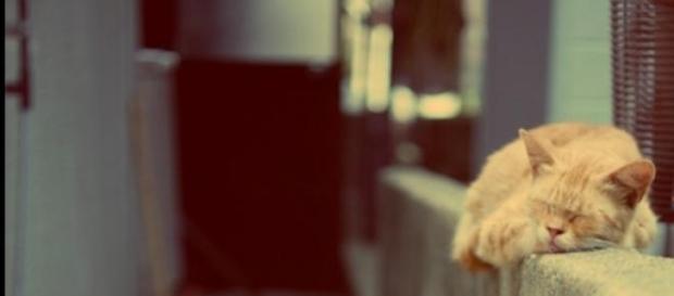 Los gatos son los grandes protagonistas Los gatos son los grandes protagonistas