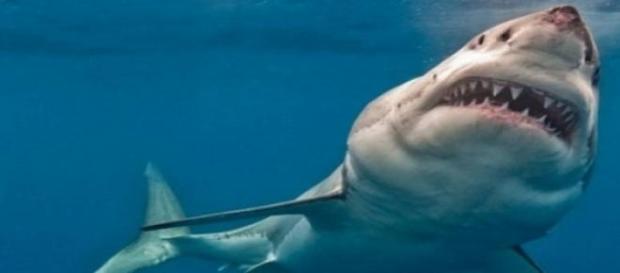 Rechinul oceanic cu varf alb Rechinul oceanic cu varf alb