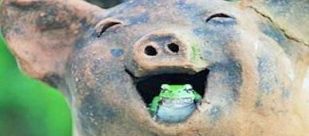 Sorria mesmo que, às vezes, tenha que engolir sapo Sorria mesmo que, às vezes, tenha que engolir sapo