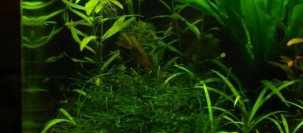 Un nano aquarium bien planté Un nano aquarium bien planté