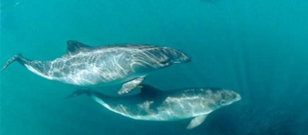Vaquita, su hábitat natural es el Golfo de México Vaquita, su hábitat natural es el Golfo de México