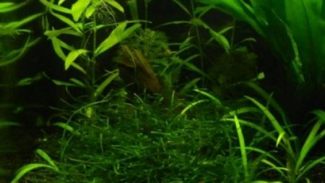 Un nano aquarium bien planté