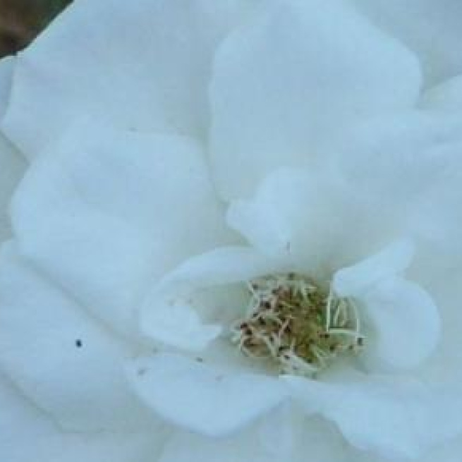 white rose of york, symbolic of yorkist line