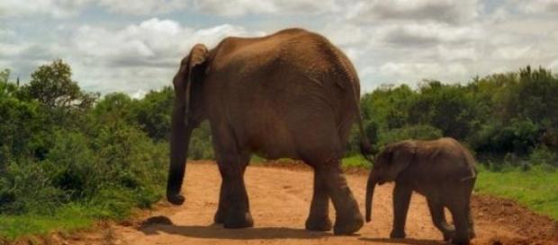 Deux éléphants dans un parc d'Afrique du Sud Deux éléphants dans un parc d'Afrique du Sud