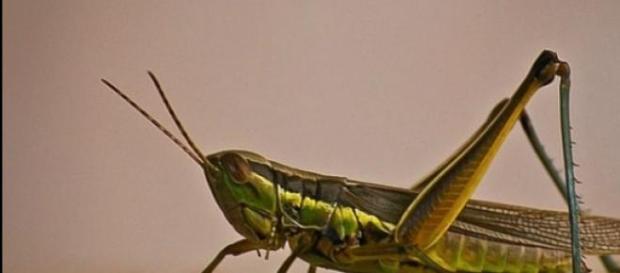 Existen innumerables especies de chapulines Existen innumerables especies de chapulines