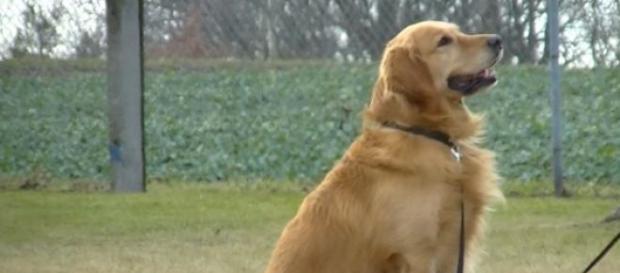 Golden Retriever son unos perros muy sociables Golden Retriever son unos perros muy sociables