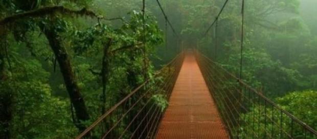 O ascunzatoare nazista, descoperita in jungla O ascunzatoare nazista, descoperita in jungla
