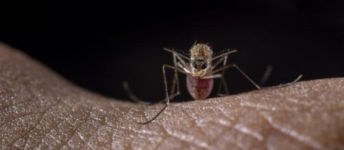 Aedes Aegypti - mosquito transmissor da dengue