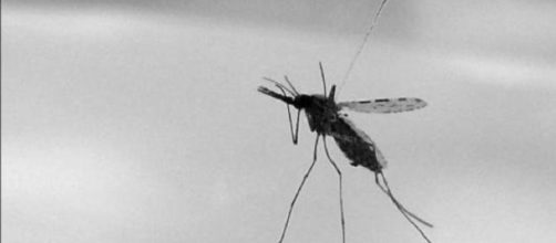 Climate change likely to increase malaria cases