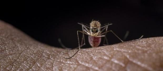 Aedes Aegypti - mosquito transmissor da dengue Aedes Aegypti - mosquito transmissor da dengue