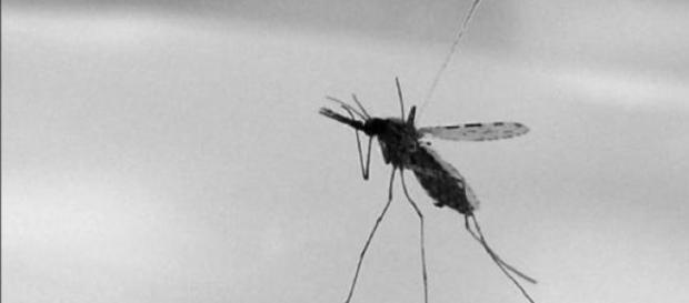 Climate change likely to increase malaria cases Climate change likely to increase malaria cases
