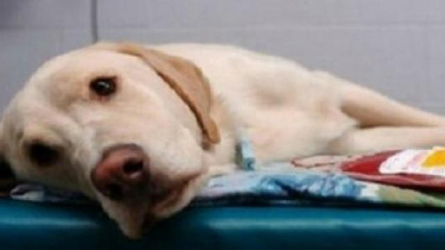 Un cane su lettino del veterinaio